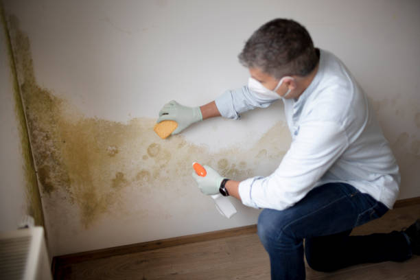 Best Mold Odor Removal Services  in Oxford, GA